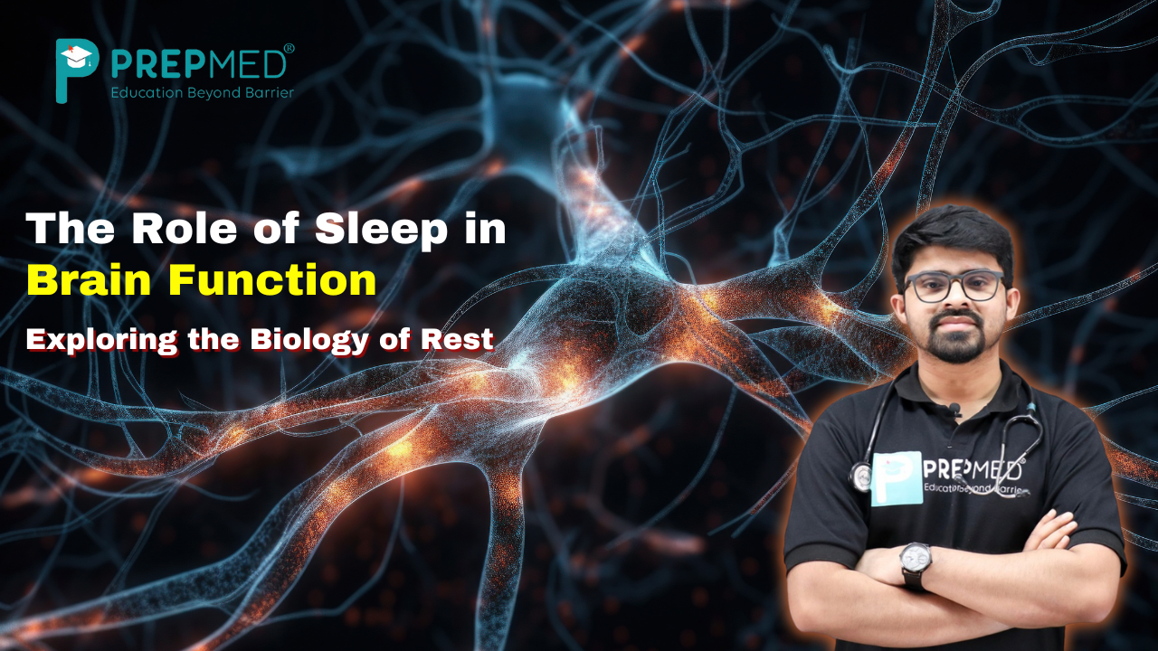 Sleep in Brain Function